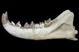 Fossil Hyaenodon Skull - South Dakota #131362-4